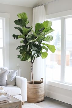 a living room with a white couch and large potted plant in the middle of it