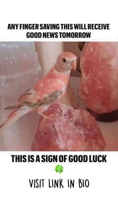 a bird sitting on top of a rock next to some pink rocks and text that reads, any fingering this will receive good news tomorrow