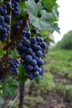 some grapes are growing on the vine