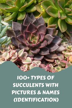 succulents with pictures and names in front of the words, 100 types of succulents with pictures and names identification