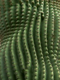 a close up view of a green cactus