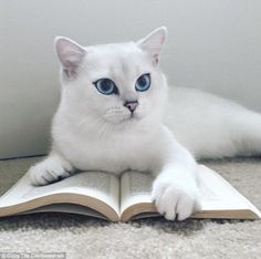 a white cat with blue eyes is laying on an open book and looking at the camera