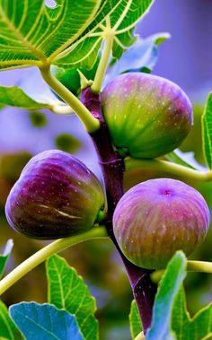 two figs growing on the branch of a tree