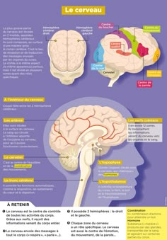 the anatomy of the human head and its functions in different areas of the brain, including the