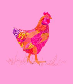 a colorful rooster standing on top of grass next to a pink background with an orange and yellow tail