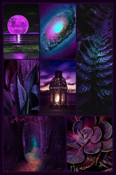 a collage of photos with different types of plants and lights in the night sky