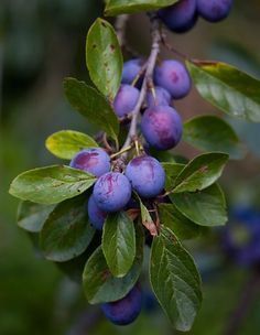 some blue berries are growing on a tree