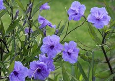 some purple flowers are growing in the grass