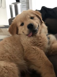 a brown dog laying on top of a couch