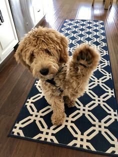 a brown dog standing on top of a blue rug