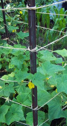 a close up of a plant growing behind a wire fence in a garden with lots of green plants