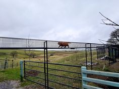 a bear walking across a fenced in area