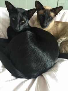 two cats laying on top of each other on a bed