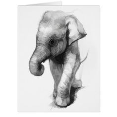 a pencil drawing of an elephant with tusks