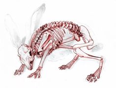 a drawing of a skeleton dog laying on the ground with it's head down