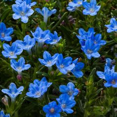 blue flowers are blooming in the garden