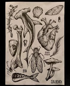 an ink drawing of various types of insects and other things that are on the paper