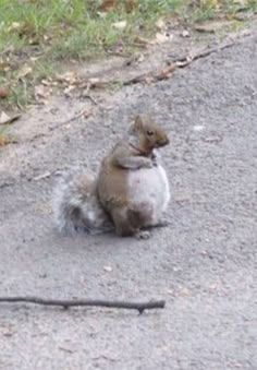 a squirrel is sitting on the side of the road