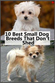 two small dogs standing next to each other with the caption 10 best small dog breeds that don't shed