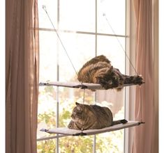 two cats are sitting on the windowsill looking outside