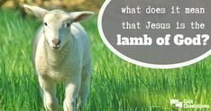 a sheep standing in tall grass with the words what does it mean that jesus is the lamb of god?