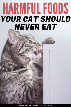 a cat sticking its tongue out from behind a cabinet with text that reads, harmful foods your cat should never eat