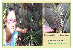 an image of a pineapple in my backyard with the words scientific name ananas compous