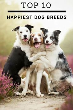 three dogs hugging each other with the caption top 10 happiest dog breeds