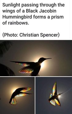 the sun shining through the wings of a hummingbird in flight, with rainbows