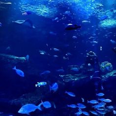 a large aquarium filled with lots of different types of fish and people looking at it