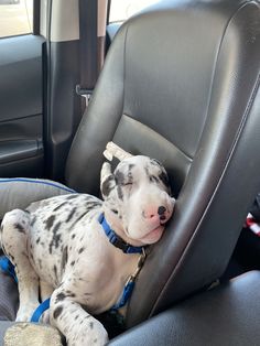 a dalmatian dog sitting in the back seat of a car