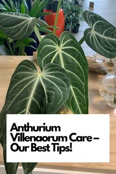 Welcome to the ultimate resource for Anthurium Villenaorum care! Whether you're a seasoned plant parent or just starting your tropical journey, our expert tips and insights are here to help. Discover the secrets to nurturing this unique plant, from ideal humidity levels to perfect watering techniques and propagation tricks. IG Photo by: southernbotanica_bluffton Plant Parent, Neem Oil, Deep Green