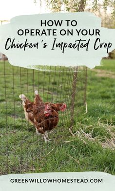 a chicken in a cage with the words how to operate on your chickens trapped crop