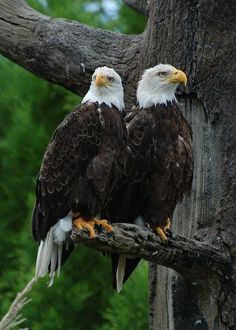 two bald eagles perched on a tree branch