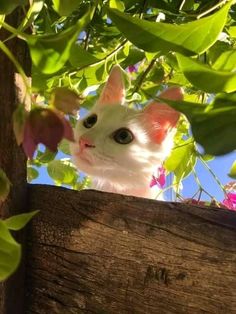 a white cat peeking out from behind a tree