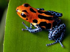 an orange and black frog sitting on top of a green leaf