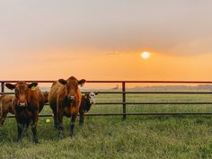 three cows are standing in the grass near a fence at sunset, with an orange and yellow sky behind them