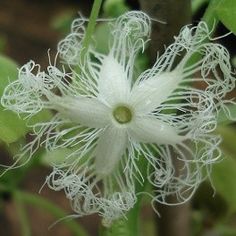 a white flower with green leaves in the background