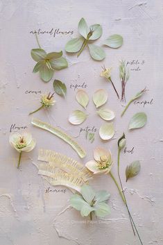 flowers and leaves arranged on a white surface with words written in english, french, and spanish