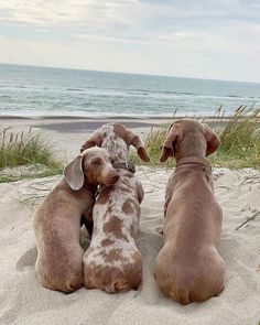 two brown dogs sitting on top of a sandy beach next to grass and the ocean