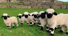 four black and white sheep standing in the grass