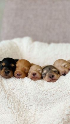 four puppies are sleeping on a white blanket