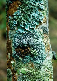 a tree with green moss growing on it's bark and leaves in the background