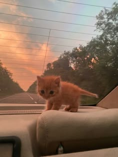 a small orange kitten sitting on the dashboard of a car in front of a sunset