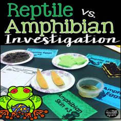 reptile vs amphibiann investigatetation with frog on plate and other items