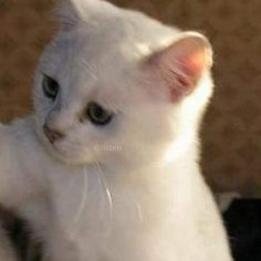 a white cat sitting on top of a couch