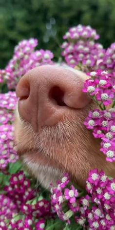 a close up of a dog's nose surrounded by flowers