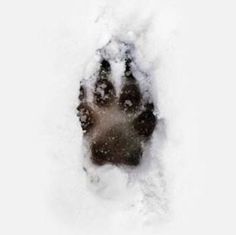 an animal's paw prints in the snow