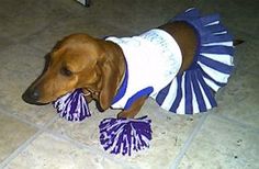 a dachshund dog wearing a skirt and holding a toy in it's mouth