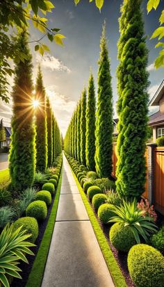 an image of a beautiful garden with trees and bushes in the sun setting behind it